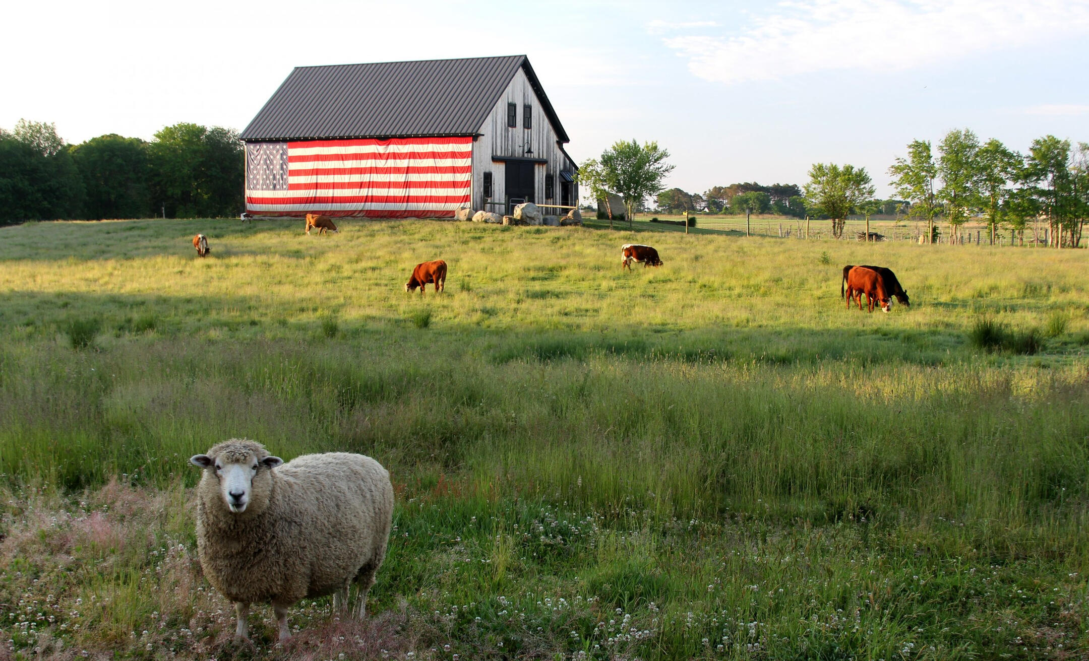 barn with large usa flag on the side with lamb in foreground